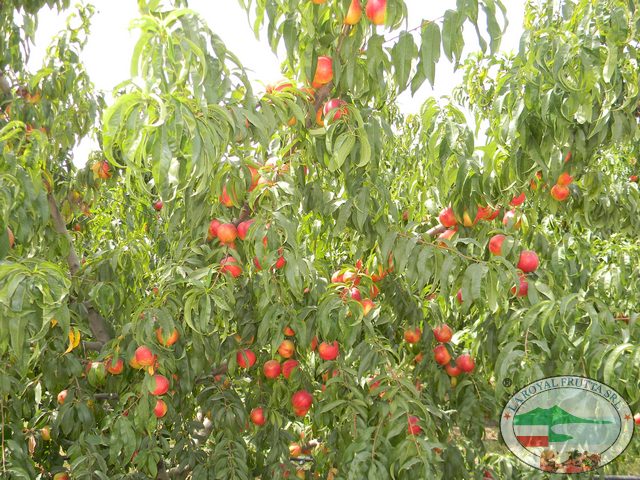 Nettarine Francesca a pochi giorni dalla raccolta 10 settembre